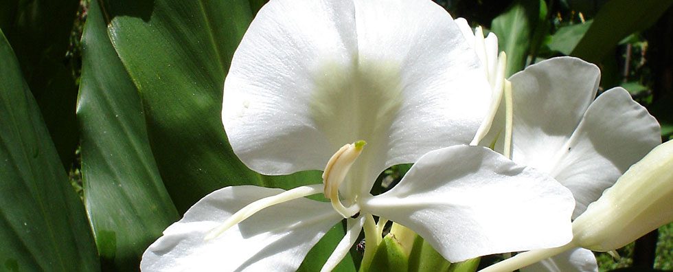 Flor silvestre del santuario