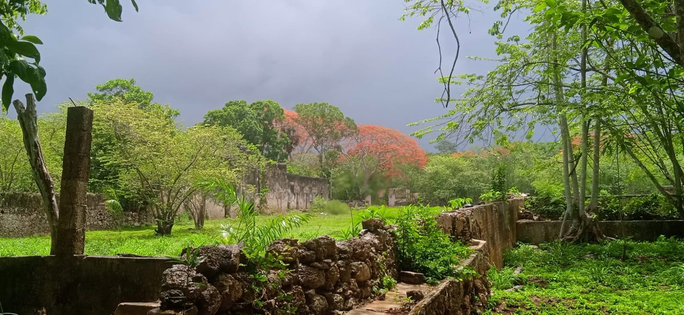 Selva maya donde crece cada árbol memorial para mascotas