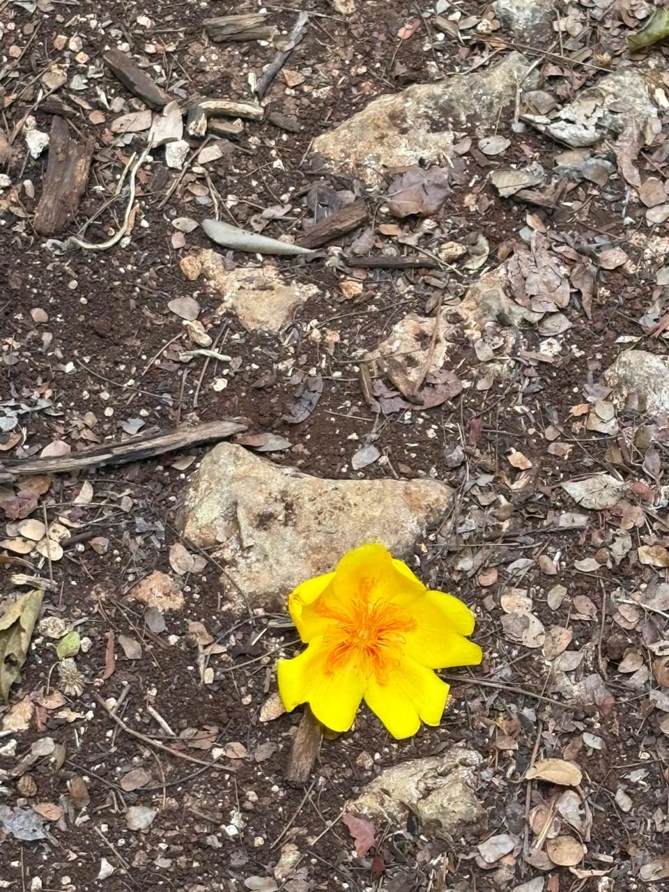 Brote y vegetación del santuario