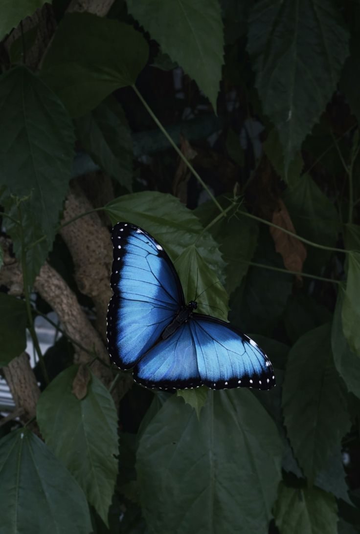 Flor del santuario
